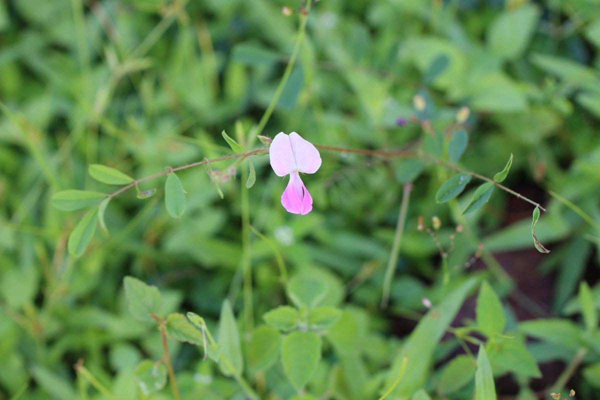 Tephrosia maxima (L.) Pers.